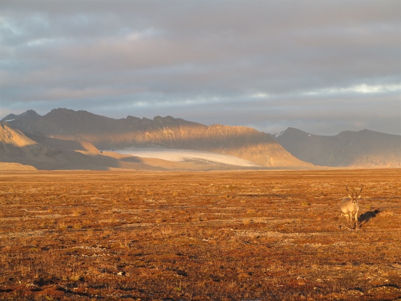 High numbers in the Svalbard reindeer populations
